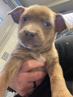 Juniper, Pit Bull Terrier and Australian Cattle Dog, puppy, available for adoption
