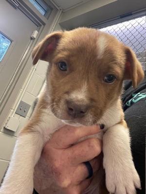 Cypress, Pit Bull Terrier and Australian Cattle Dog, puppy, available for adoption