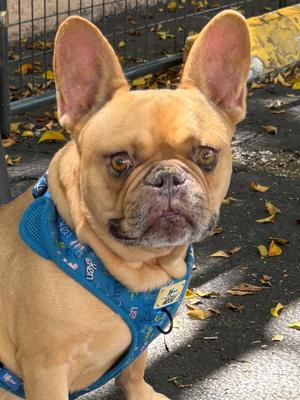 cuba, French Bulldog, adult, available for adoption