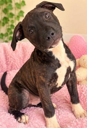 ROXANNE, American Bulldog, puppy, available for adoption