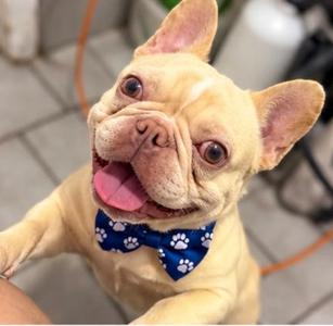 BOBBY, French Bulldog, adult, available for adoption