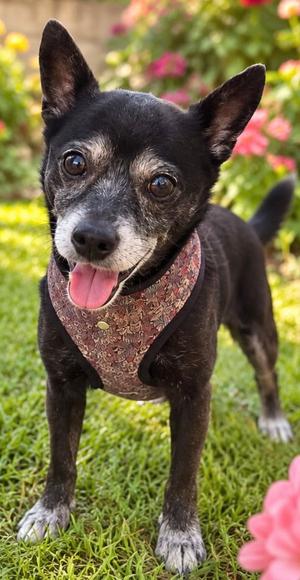 JAKE, Chihuahua, adult, available for adoption