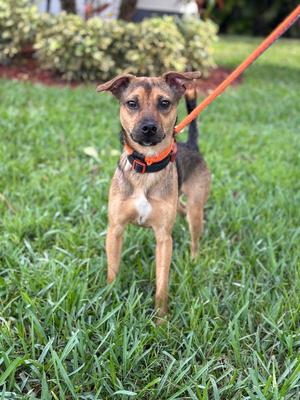 a dog standing on the grass