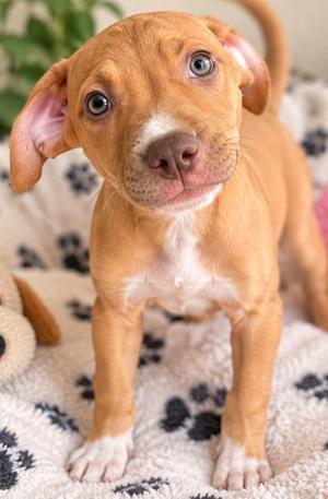 A cute brown puppy with floppy ears and blue eyes standing on a blanket with paw prints.