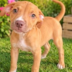 RENEE, American Bulldog, puppy, available for adoption