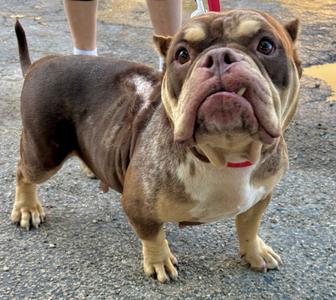GRACE, Bulldog, adult, available for adoption