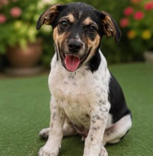 LUKE, Chihuahua, puppy, available for adoption