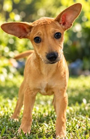 GIGI, Chihuahua, puppy, available for adoption