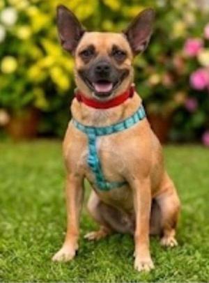 PRISCILLA, Terrier, adult, available for adoption