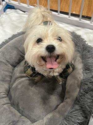 Fluffy, Shih Tzu, adult, available for adoption