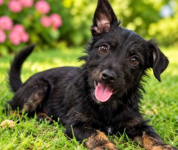 LUCELLA, Schnauzer, puppy, available for adoption