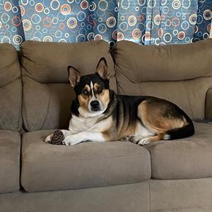 Kirby (Courtesy Post), Husky, senior, available for adoption