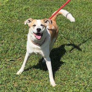 Indie, Shepherd, Australian, adult, available for adoption