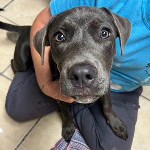 Edger, Terrier, American Pit Bull, young, available for adoption