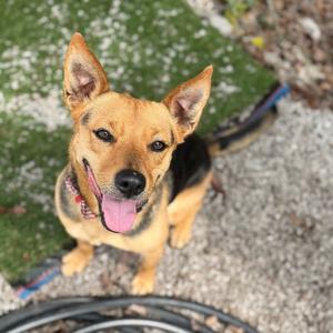 Beaux, Carolina Dog, adult, available for adoption