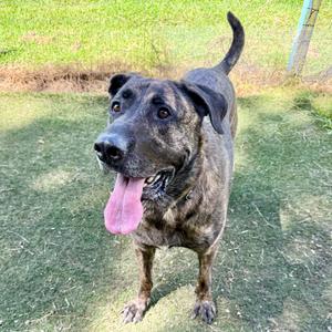 A brindle dog with a black face and ears, standing on grass with its tongue out, looking at the camera.