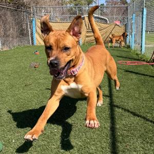 Addie, Retriever, Labrador, adult, available for adoption