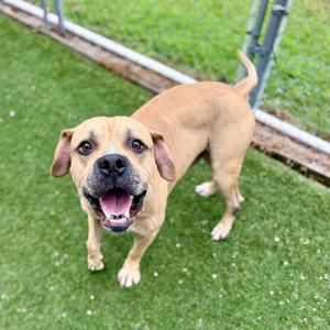 A happy brown dog with a black nose and floppy ears is standing on green grass, looking up with its mouth open and tongue out.