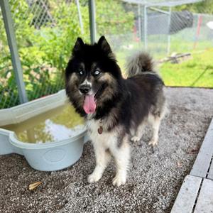 CJ, Husky, adult, available for adoption