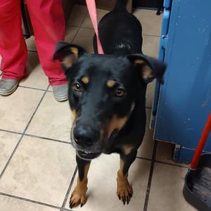 Damian, Shepherd, adult, available for adoption