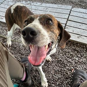 Lacy, Hound, adult, available for adoption
