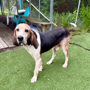 Jed Clampett, Hound, senior, available for adoption