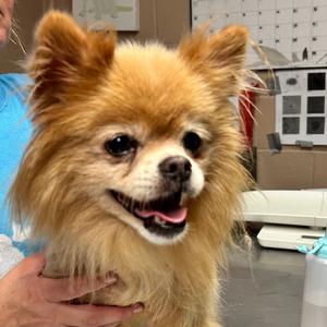 Jake, Pomeranian, senior, available for adoption