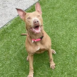 A tan pit bull dog with floppy ears and a pink collar sits on artificial turf, looking up with its mouth open and tongue out.