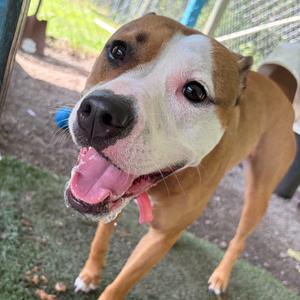 Daisy Mae, Boxer, adult, available for adoption