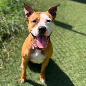 Daisy Mae, Boxer, adult, available for adoption