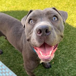 Beyonce, Terrier, American Pit Bull, adult, available for adoption