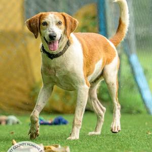 Calvin, Hound, adult, available for adoption