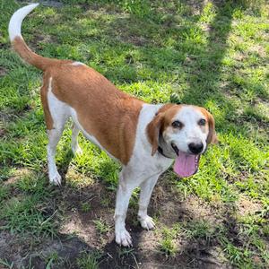 Calvin, Hound, adult, available for adoption