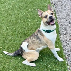 Ace, Terrier, American Pit Bull, adult, available for adoption