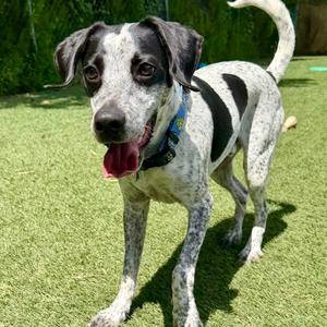 Blue, Pointer, adult, available for adoption