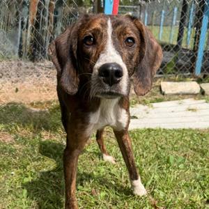 Frodo, Hound, adult, available for adoption