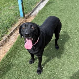 A black dog standing on a green artificial turf surface, looking up with its mouth open and tongue out.