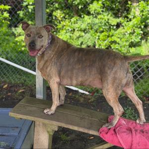 Blondie, Terrier, American Pit Bull, adult, available for adoption