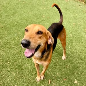 A happy brown and black dog standing on green grass, looking up with its tongue out.