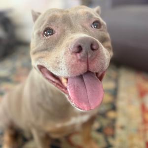 A happy brown dog with its tongue out, sitting on a patterned rug.