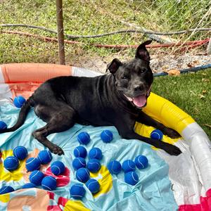 Kilo Ren, Retriever, Labrador, senior, available for adoption