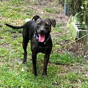 Baby J, Terrier, American Pit Bull, adult, available for adoption