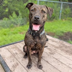 Baby J, Terrier, American Pit Bull, adult, available for adoption