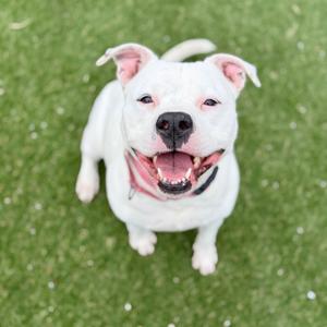 Casterly, Terrier, American Pit Bull, senior, available for adoption