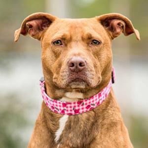Brandy, Terrier, American Pit Bull, adult, available for adoption