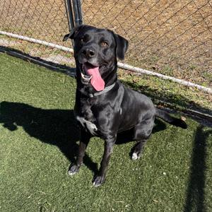 Boss, Retriever, Black Labrador, adult, available for adoption