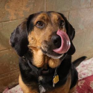 Goober, Bloodhound, adult, available for adoption