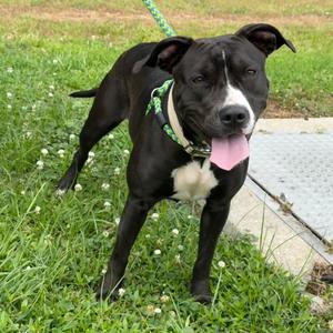 Flower Child, Terrier, American Pit Bull, adult, available for adoption