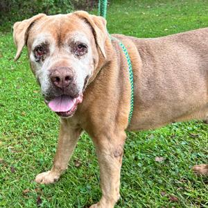 Fat Boy, Retriever, Labrador, senior, available for adoption
