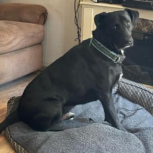 Conor (Courtesy Post), Retriever, Black Labrador, senior, available for adoption